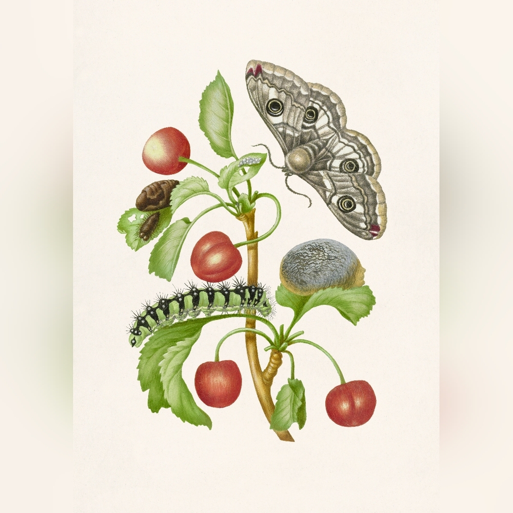 Botanical Art Print with Moth and Caterpillar